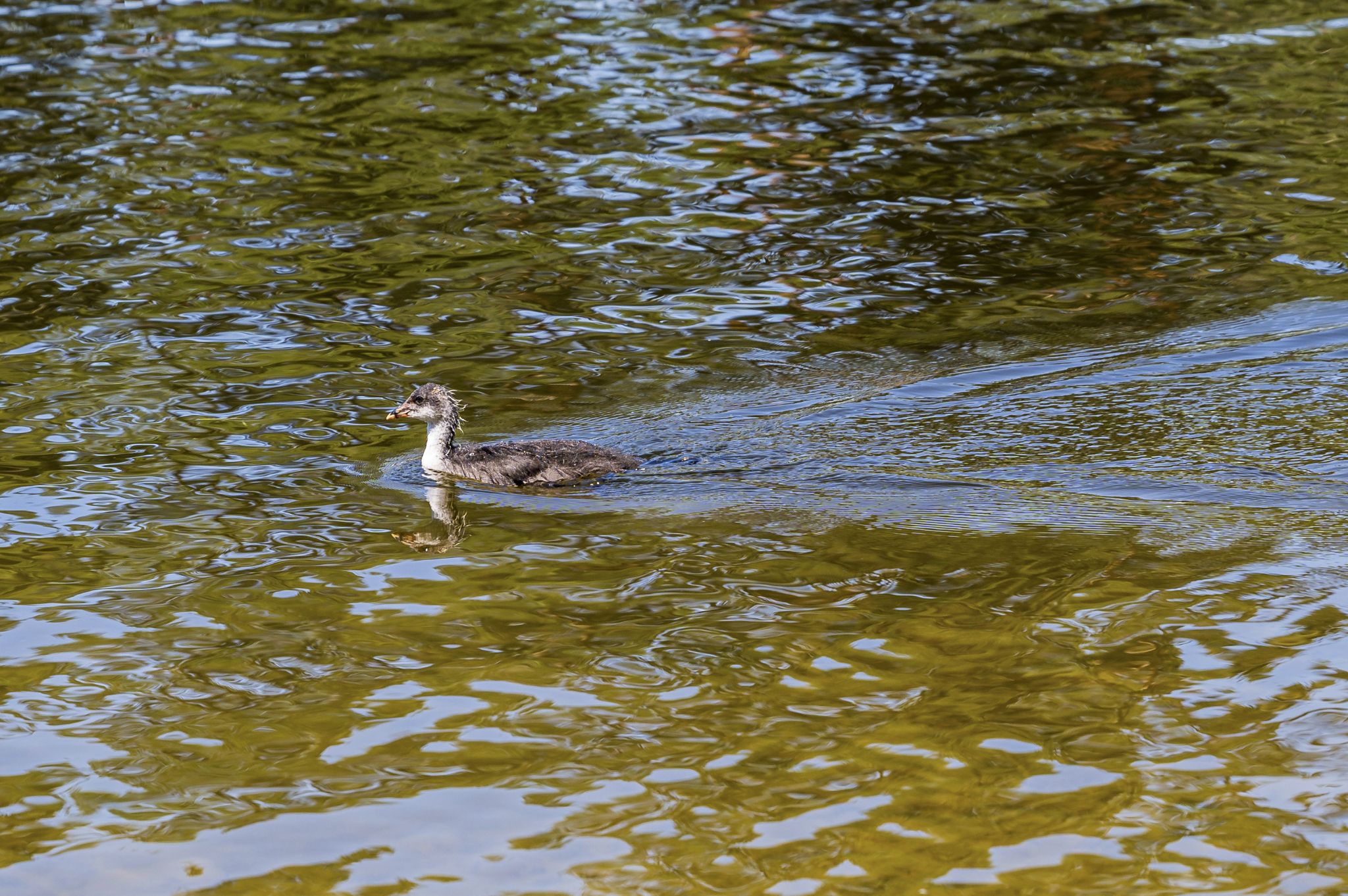 Kajaktour Staffelsee 12.06.22